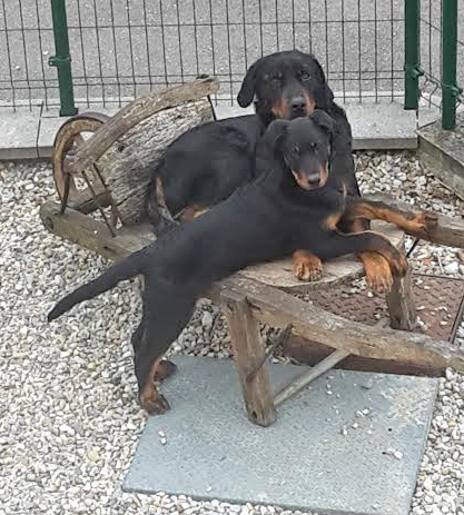 domainedelalicorne.fr photo chien beauceron photo chiot beauceron Elevage de beauceron chiot beauceron pure race élevage du clos de la licorne elevage des gardiens de la licorne elevage beauceron noir et feu authentique gros gabarits élevage de Beauceron familial sérieux et qualité domainedelalicorne.fr suivi des chiots conseil d’éducation chiot propre bas rouge santé caractère spécialiste du beauceron noir et feu ou arlequin chien rustique berger de France  nos chiots sont élevés avec amour et attention notre passion au service de la qualité Beauceron de qualité et sportif domaine de la licorne 04380 BARRAS élevage en liberté éleveur berger de beauce élevage de beauceron de travail 06 11 20 51 93 site domainedelalicorne.fr mail domainedelalicorne@gmail.com